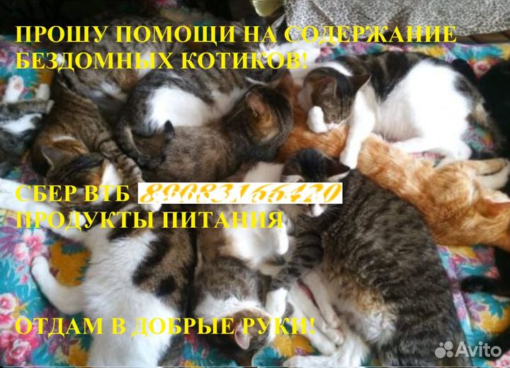 Котейки просят помощи