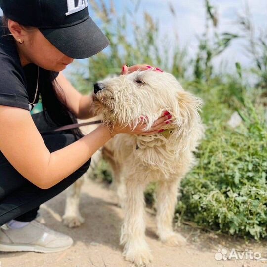 Собака в добрые руки