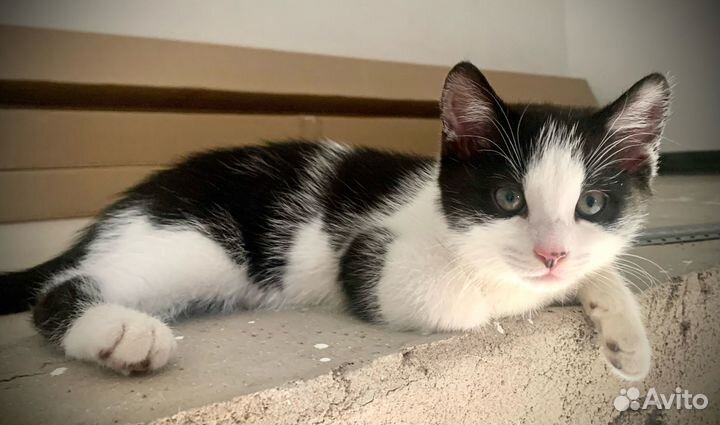 Отдам в добрые руки