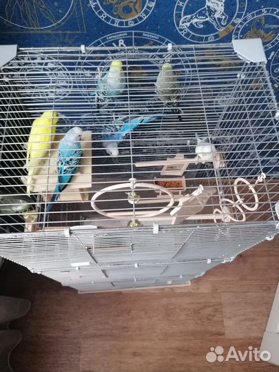 Попугай