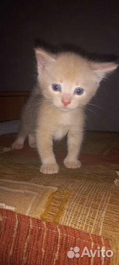 Кошка в дар бесплатно
