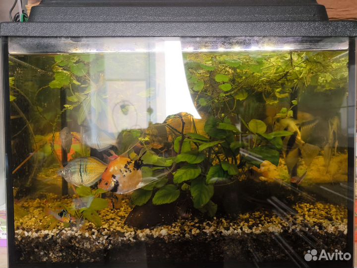 Аквариум с рыбками бу