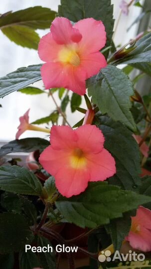 Ахименесы (ризомы)