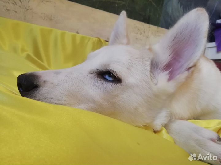 Собака в добрые руки