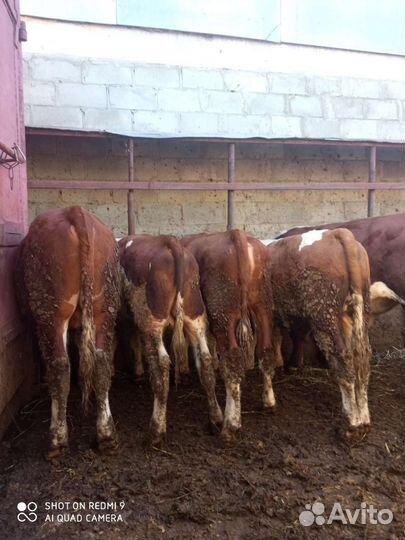 С/х животные