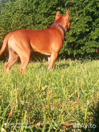 Амстафф вязка