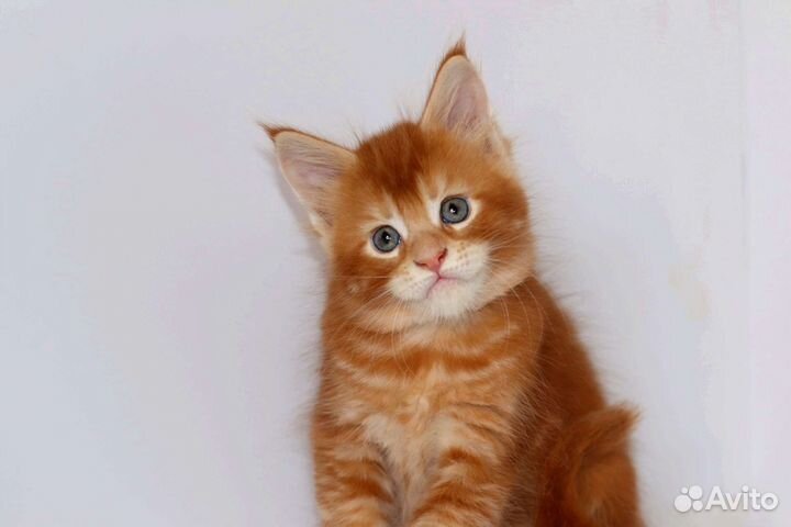 Мейн-кун яркая апельсинка, чудо котенок