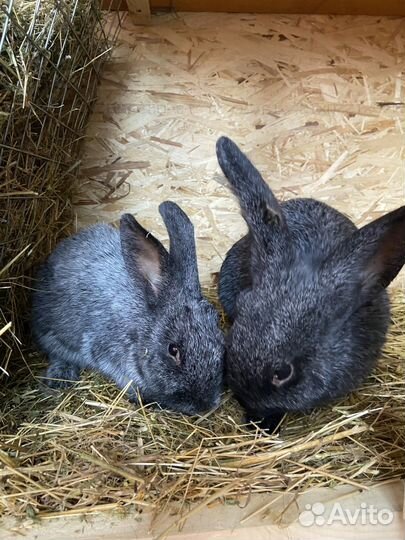 Кролики полтавское серебро