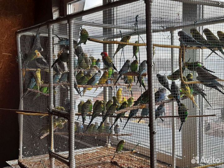 Волнистые попугаи