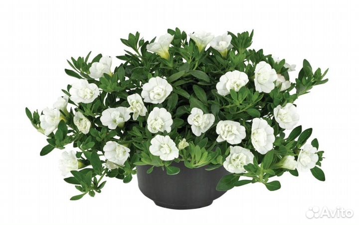 Калибрахоа 