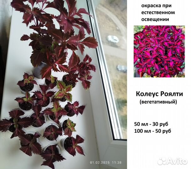 Колеус, торения