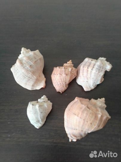Раковины для аквариума