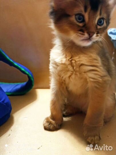 Сомалийская