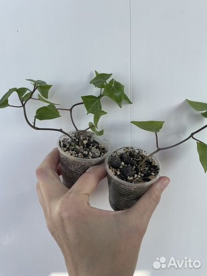 Суккуленты