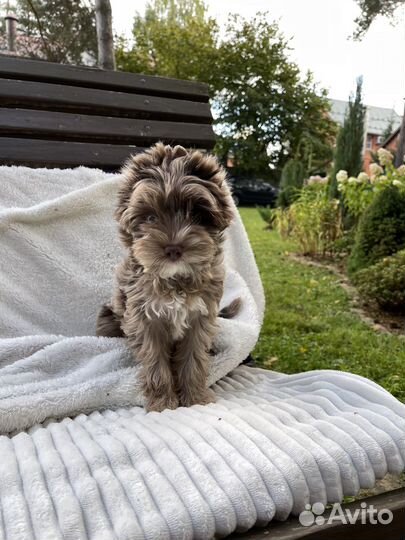 Йоркширский терьер