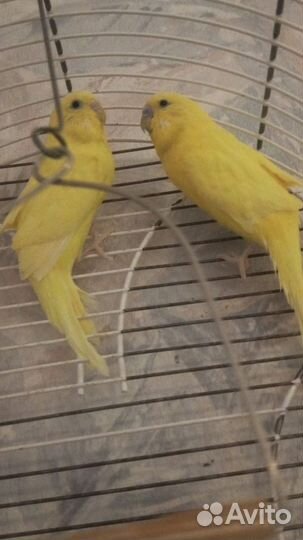 Волнистый попугай