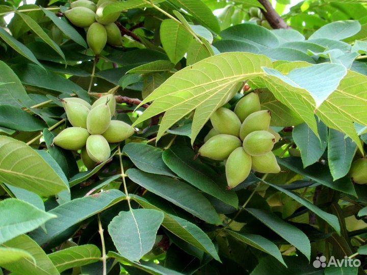 Манжурский орех