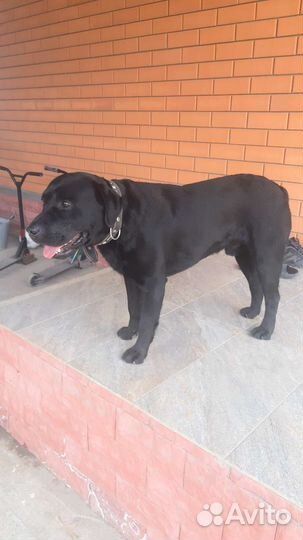 Вязка лабрадор