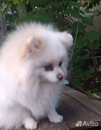 Шпиц вязка девочка