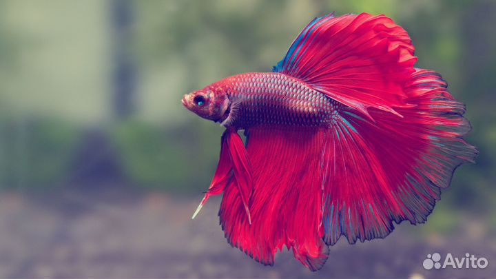 Рыбки Петушки