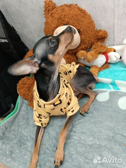 Собака мини той-терьер