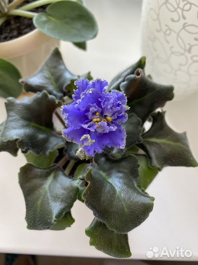 Сортовые фиалки