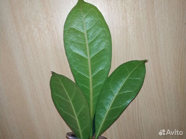 Фикус Циатистипула