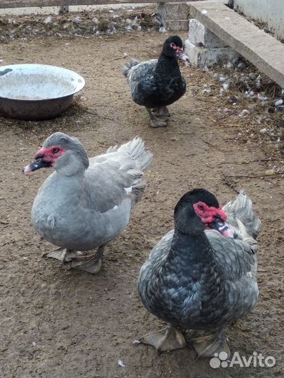 Индоутка мускусная утка