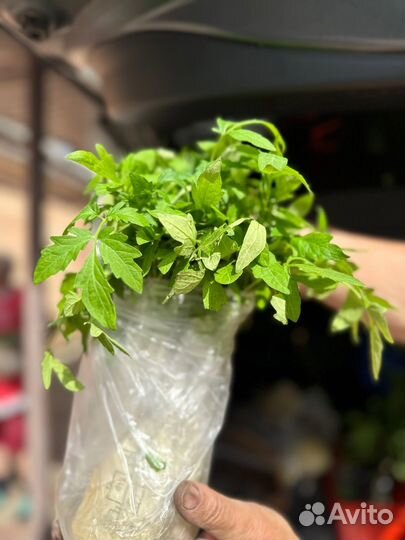 Рассада помидор