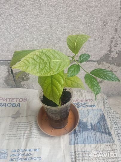 Квисквалис - махровый