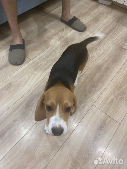Бигль щенок