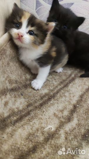 Котята