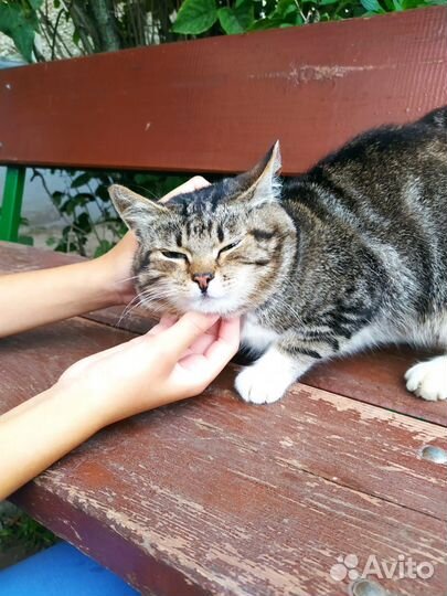 Тимка - друг семьи