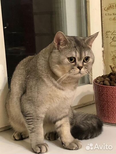 Кот на вязку