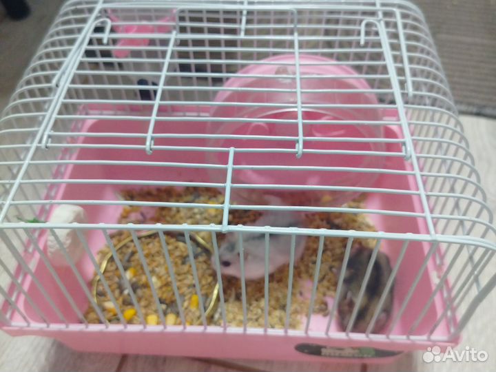 Джунгарский хомяк с клеткой