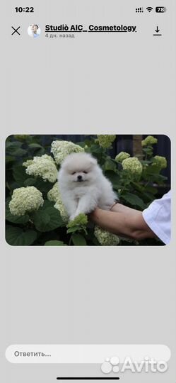 Собаки щенки шпиц