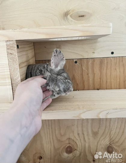 Шиншилла с клеткой