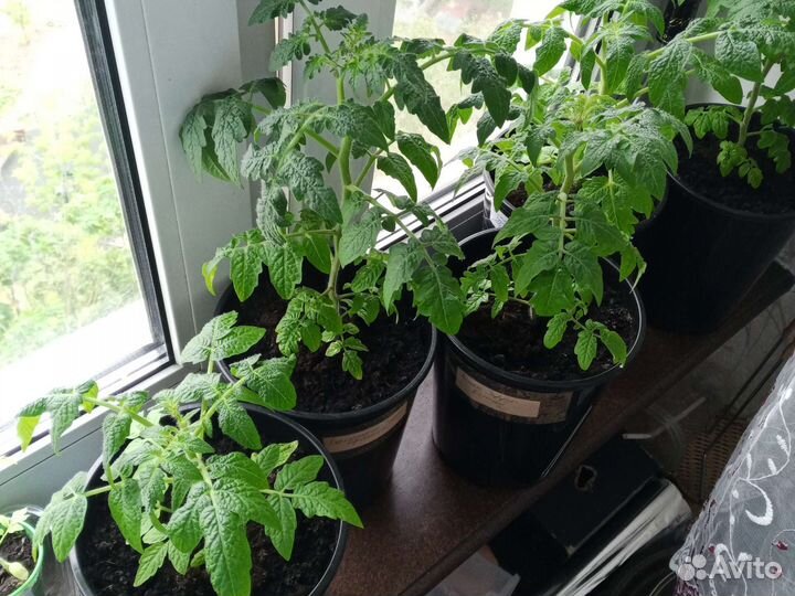 Рассада помидор черри