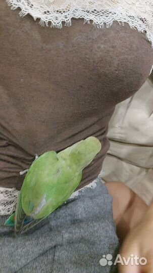 Ручной попугай неразлучник клетка доставка