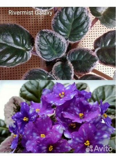 Фиалки сенполии сортовые