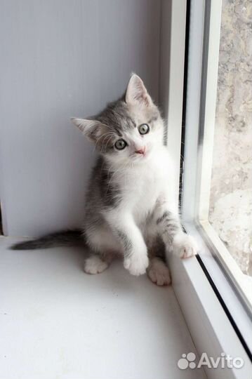 Котята в ответственную семью