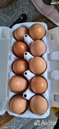 Домашние куриные яйца