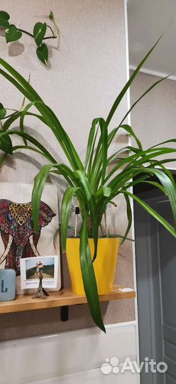 Хлорофитум