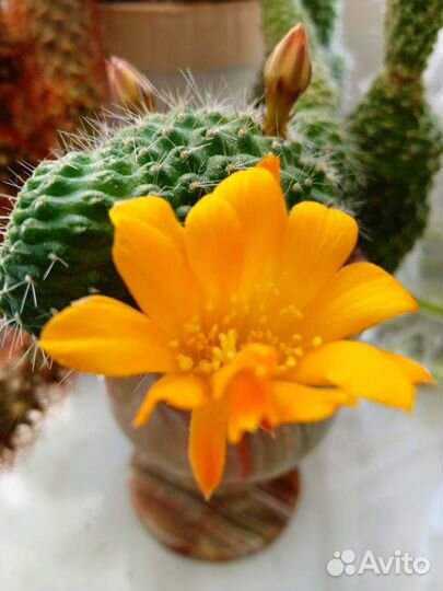 Цветы замиокулькас Сансевиерия кактус суккулент