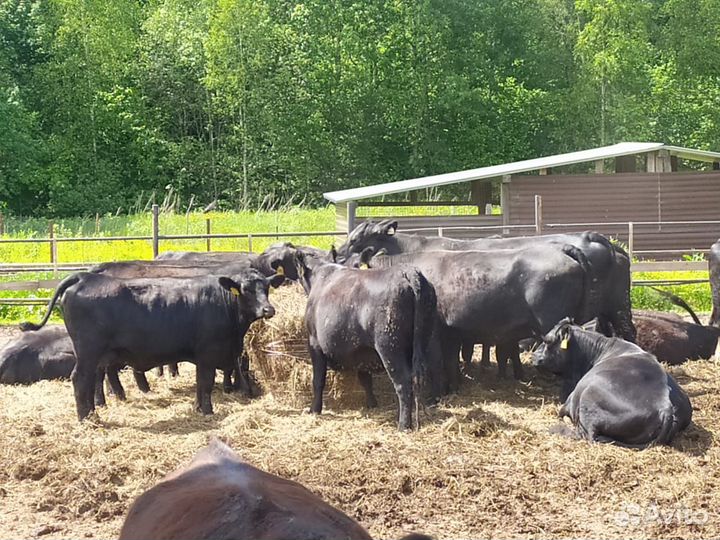 Абердин- Ангусы- Нетели стельные, коровы