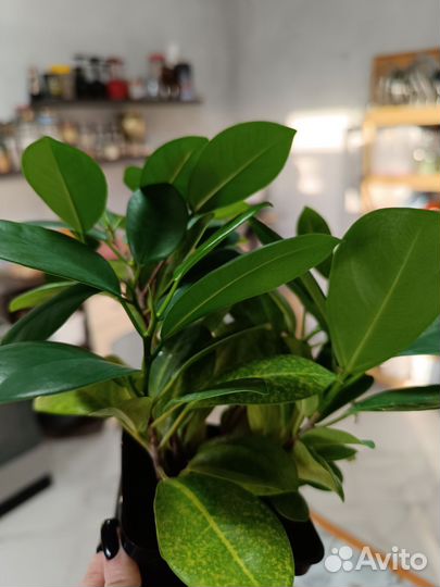 Фикус макламе