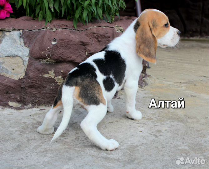 Биглята