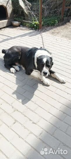 Молодой Алабай 3 года ищет подругу для вязки