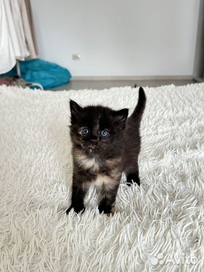 Котята мейн-кун