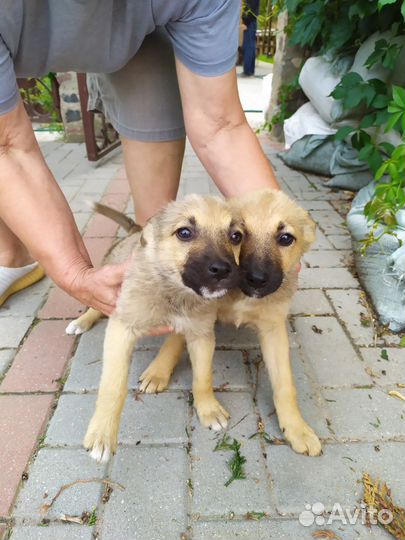 Щенки дворняжки